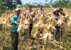 Panen Raya Jagung Serentak Kuartal II 2026, Polsek Salopa Dukung Ketahanan Pangan Nasional di Desa Jatiwaras